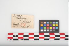 Etikett zu Bronzemehrkopfnadel (NHMW-PRAE-025960)